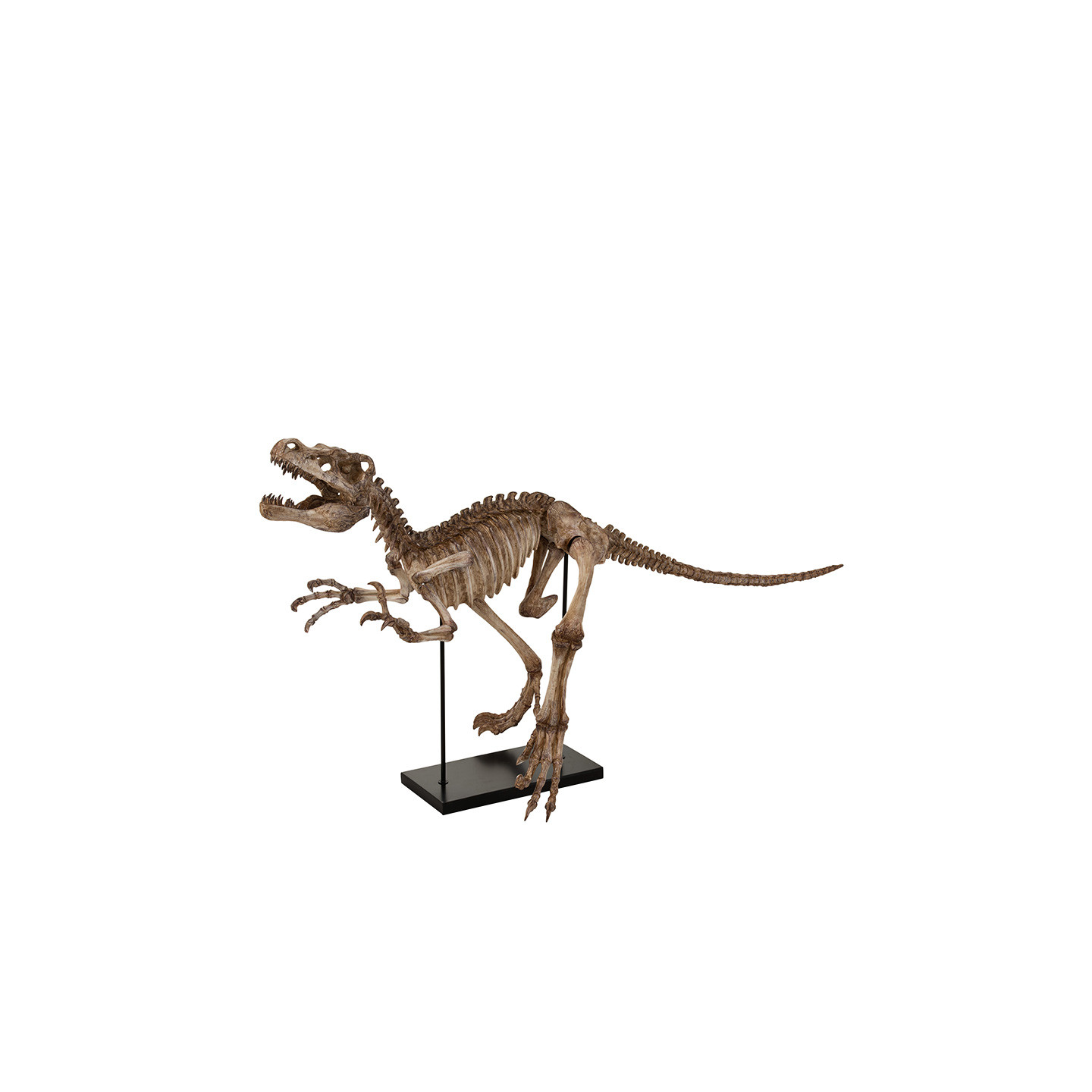 Sculpture dinosaure DINO RAPTOR J-Line
